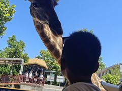 -西霞口神雕山野生动物世界