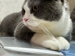 -爱洗澡的猫(天河路店)