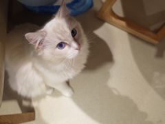 -藏猫猫咖啡主题馆(中央大道店)