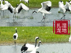 -黑龙江扎龙生态旅游区