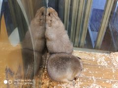 -龟与熊猫宠物公园(南坪店)