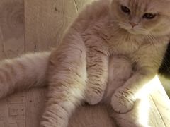 -CAT’S MEWSTAR CAFE·喵星球猫屋(晴湾咖啡店)