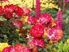 -上海共青森林公园