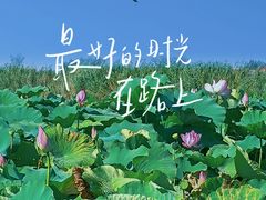 -白洋淀风景区