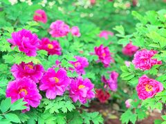 -洛阳市隋唐城遗址植物园