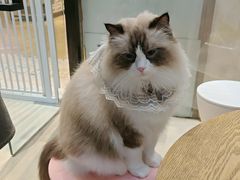 -藏猫猫咖啡主题馆(中央大道店)