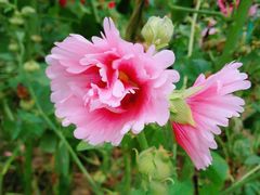 -广西壮族自治区药用植物园