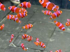 -青石桥花鸟鱼虫市场(叠翠城店)