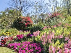 -东莞植物园