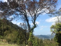 -鼓岭旅游度假区