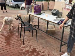 -趣玩宠物乐园寄养训犬训狗游泳池