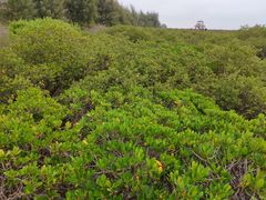 -北海金海湾红树林生态旅游区