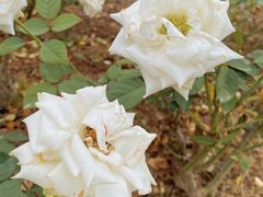 -上海滨江森林公园