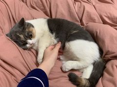 -喵zoo家庭繁育猫舍(尖东智能花园店)