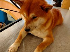 -喜柴咖啡·柴犬狗咖
