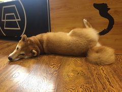 -柴务处·柴犬主题狗咖