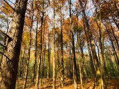 -上海海湾国家森林公园