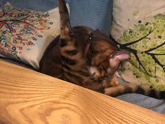 -李小姐の猫咖啡馆(五角场店)