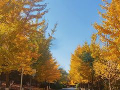 -长白岛森林公园