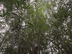 -东部华侨城