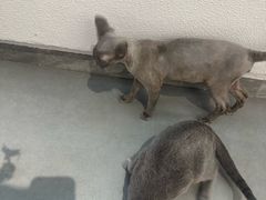 -琪喵猫屋·撸猫猫咖·猫舍