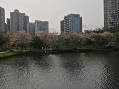 -四海公园(南山区)