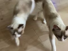 -Bastet sally猫舍购宠(静安店)