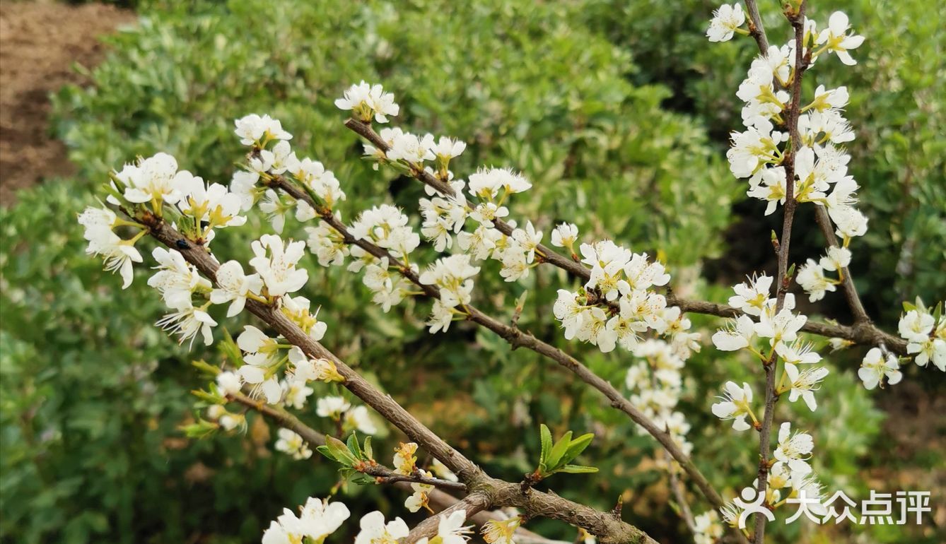 李子开花啦
