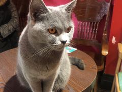 -猫色咖啡·猫咖