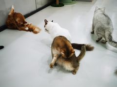 -糯米喵星人·撸猫猫舍咖啡馆(西市场嘉华店)