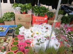 -中环花鸟鱼虫市场