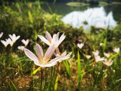 -洋湖国家湿地公园