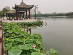 -莲花池公园
