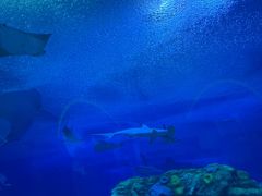 -珠海长隆海洋王国