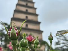 -大慈恩寺(大雁塔)