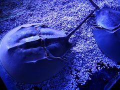 -皇家极地海洋世界-售票处