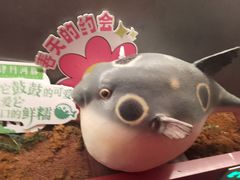 -肆月河豚·新淮扬菜·烤鸭(中关村店)