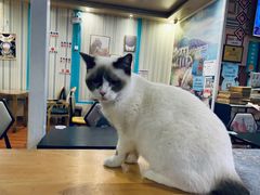-猫小院猫主题咖啡厅(北锣店)