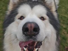 -趣玩宠物乐园寄养训犬训狗游泳池