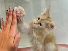 -青奢宠物·青奢猫舍