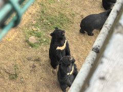 -合肥野生动物园