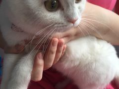 -喵的天空名猫咖啡馆·撸猫·猫舍·用品