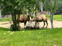 -北京野生动物园