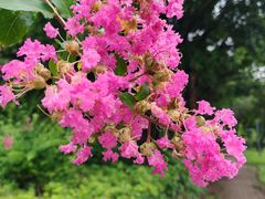 -飞来湖湿地公园