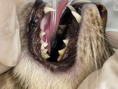 -拜鲁耶动物诊疗中心·宠家动物医院