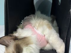 -纳吉亚猫专科动物医院·北北分院