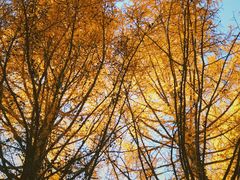 -塞罕坝国家级自然保护区