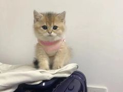 -喵zoo家庭繁育猫舍(尖东智能花园店)