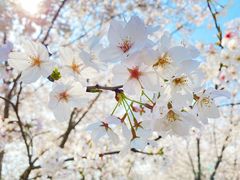-苏州上方山国家森林公园