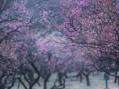 -梅花山(明孝陵内)